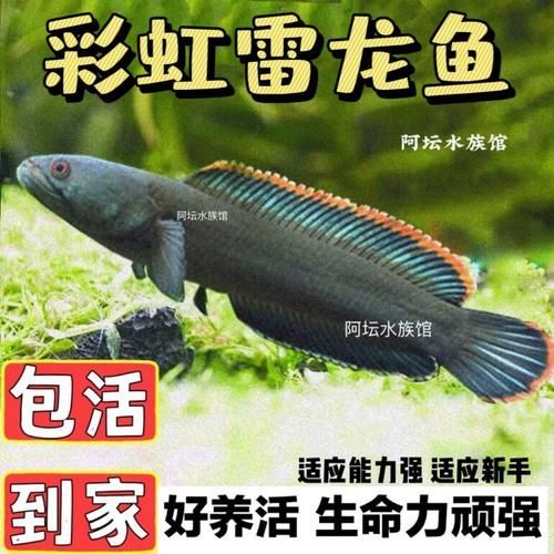 給我一些彩虹雷龍魚的圖片，彩虹雷龍魚的飼養指南