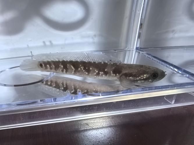 給我一些彩虹雷龍魚的圖片，彩虹雷龍魚的飼養指南