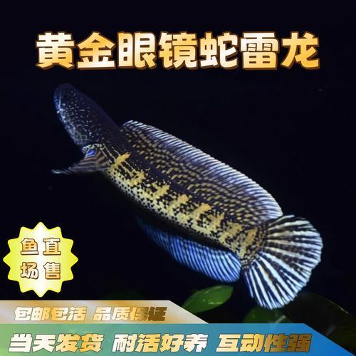 給我一些彩虹雷龍魚的圖片，彩虹雷龍魚的飼養指南