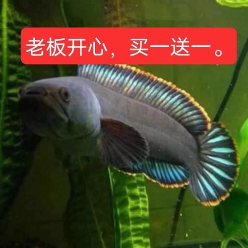 給我一些彩虹雷龍魚的圖片，彩虹雷龍魚的飼養指南