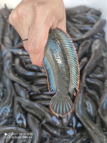 給我一些彩虹雷龍魚的圖片，彩虹雷龍魚的飼養指南