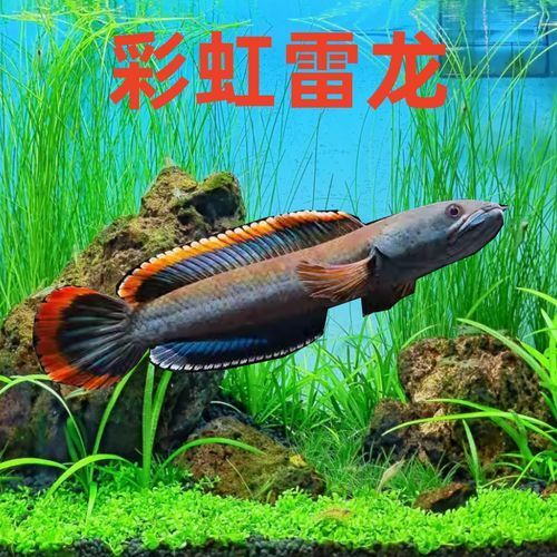 給我一些彩虹雷龍魚的圖片，彩虹雷龍魚的飼養指南