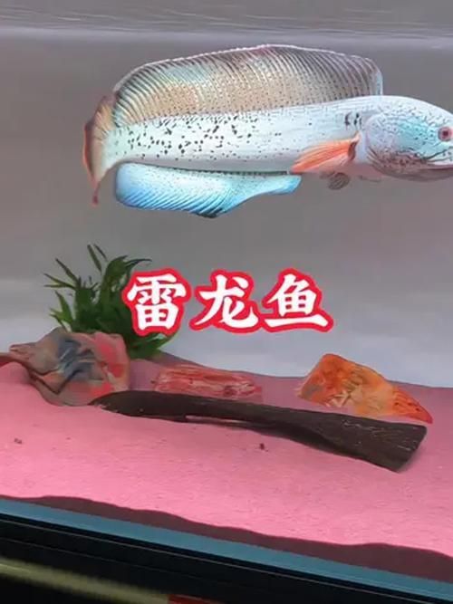 給我一些彩虹雷龍魚的圖片，彩虹雷龍魚的飼養指南