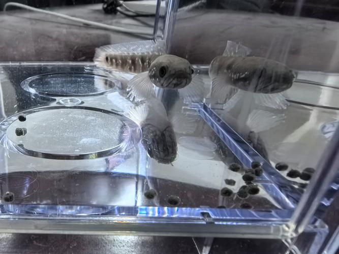 給我一些彩虹雷龍魚的圖片，彩虹雷龍魚的飼養指南
