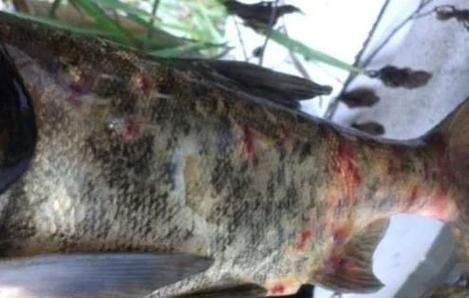 魚腹水病有哪些預防措施，魚腹水病的預防