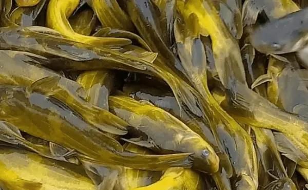 魚腹水病有哪些預防措施，魚腹水病的預防