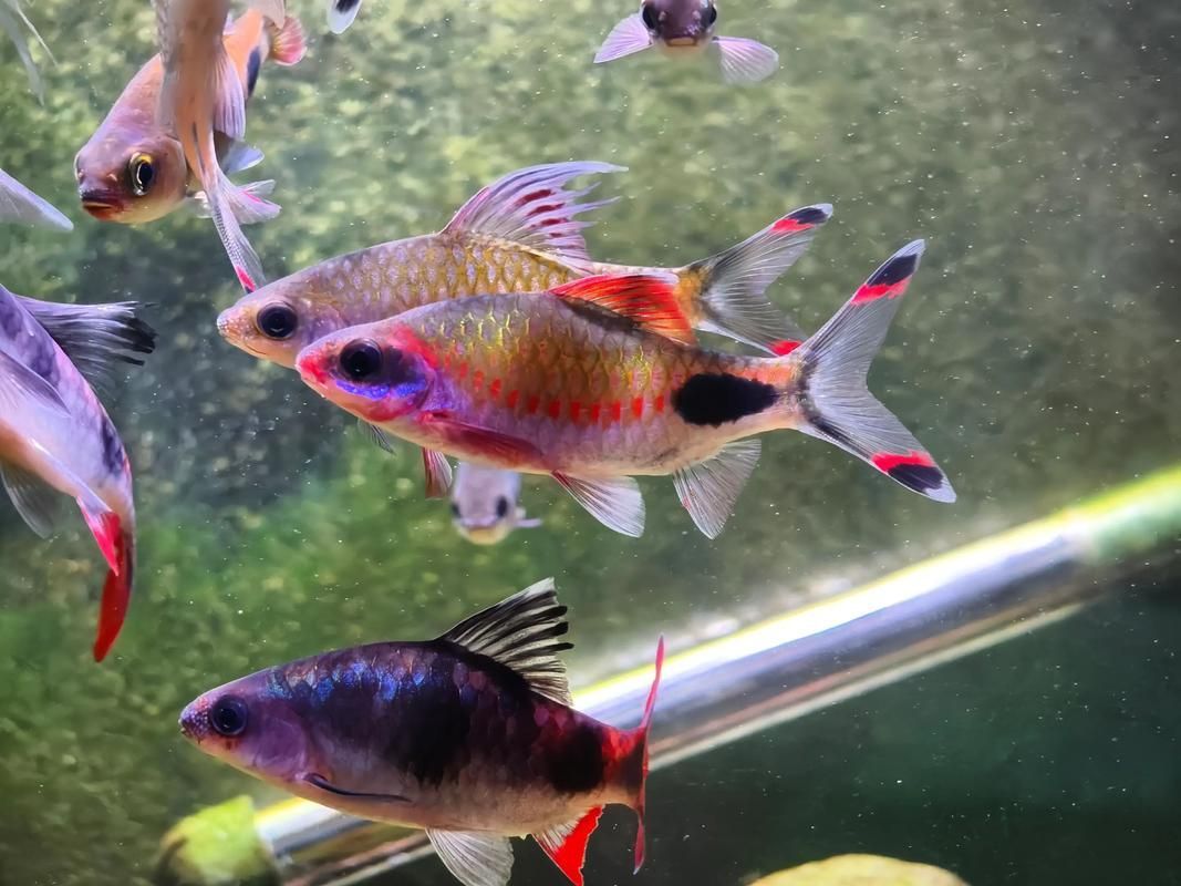 黑影道人魚如何繁殖？，——“黑影道人魚繁殖方式”的繁殖方式