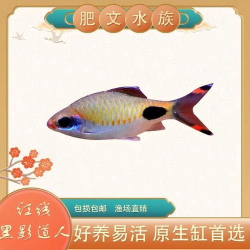 黑影道人魚如何繁殖？，——“黑影道人魚繁殖方式”的繁殖方式