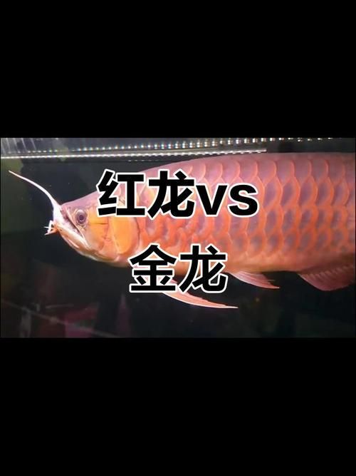 過背金龍魚和紅龍魚哪個更貴？，過背金龍魚和紅龍魚的價格介于兩者之間哪個更貴