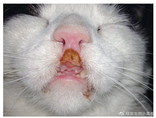 如何判斷貓是否對魚過敏，如何判斷橘貓是否對魚過敏