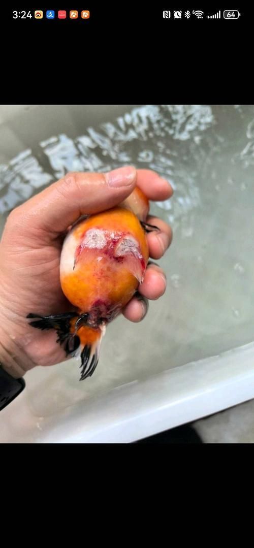 如何判斷金魚潰爛是否嚴重，如何判斷金魚潰爛病嚴重程度