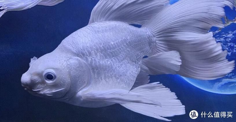 如何辨別蝴蝶鯉的品質(zhì)？，蝴蝶鯉選購防坑秘籍