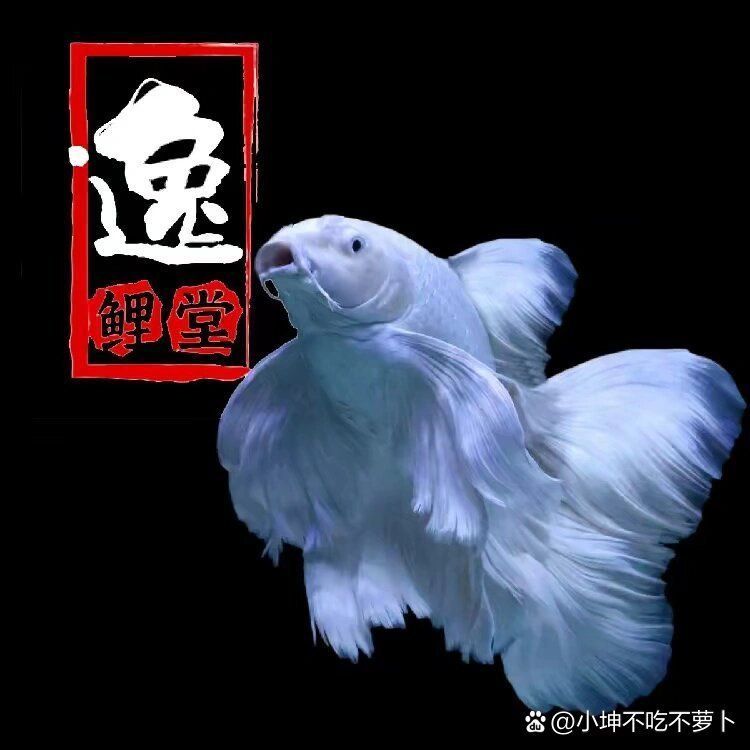 如何辨別蝴蝶鯉的品質(zhì)？，蝴蝶鯉選購防坑秘籍