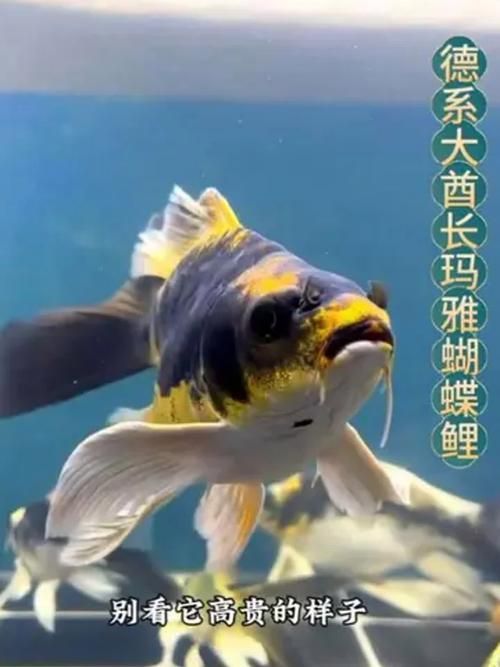 如何辨別蝴蝶鯉的品質(zhì)？，蝴蝶鯉選購(gòu)防坑秘籍