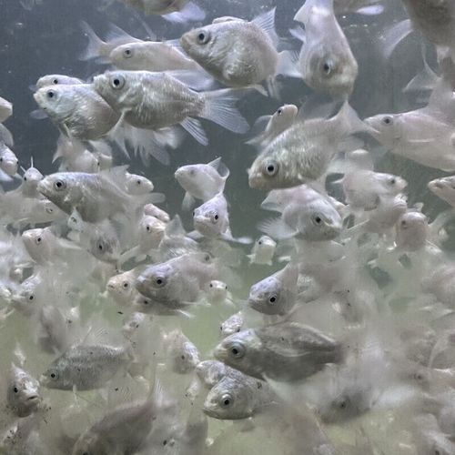 如何辨別蝴蝶鯉的品質(zhì)？，蝴蝶鯉選購防坑秘籍
