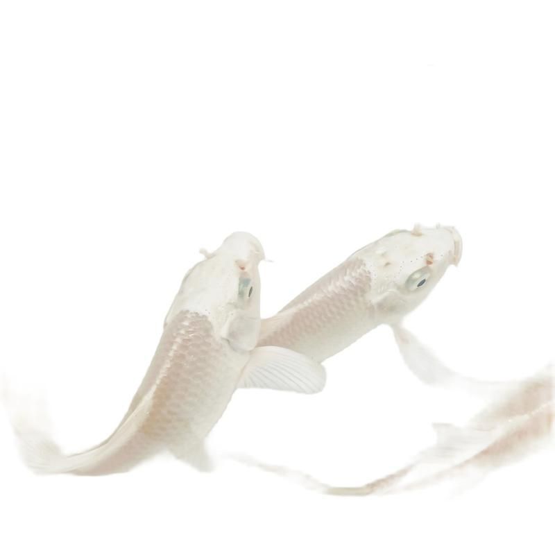 如何辨別蝴蝶鯉的品質(zhì)？，蝴蝶鯉選購防坑秘籍