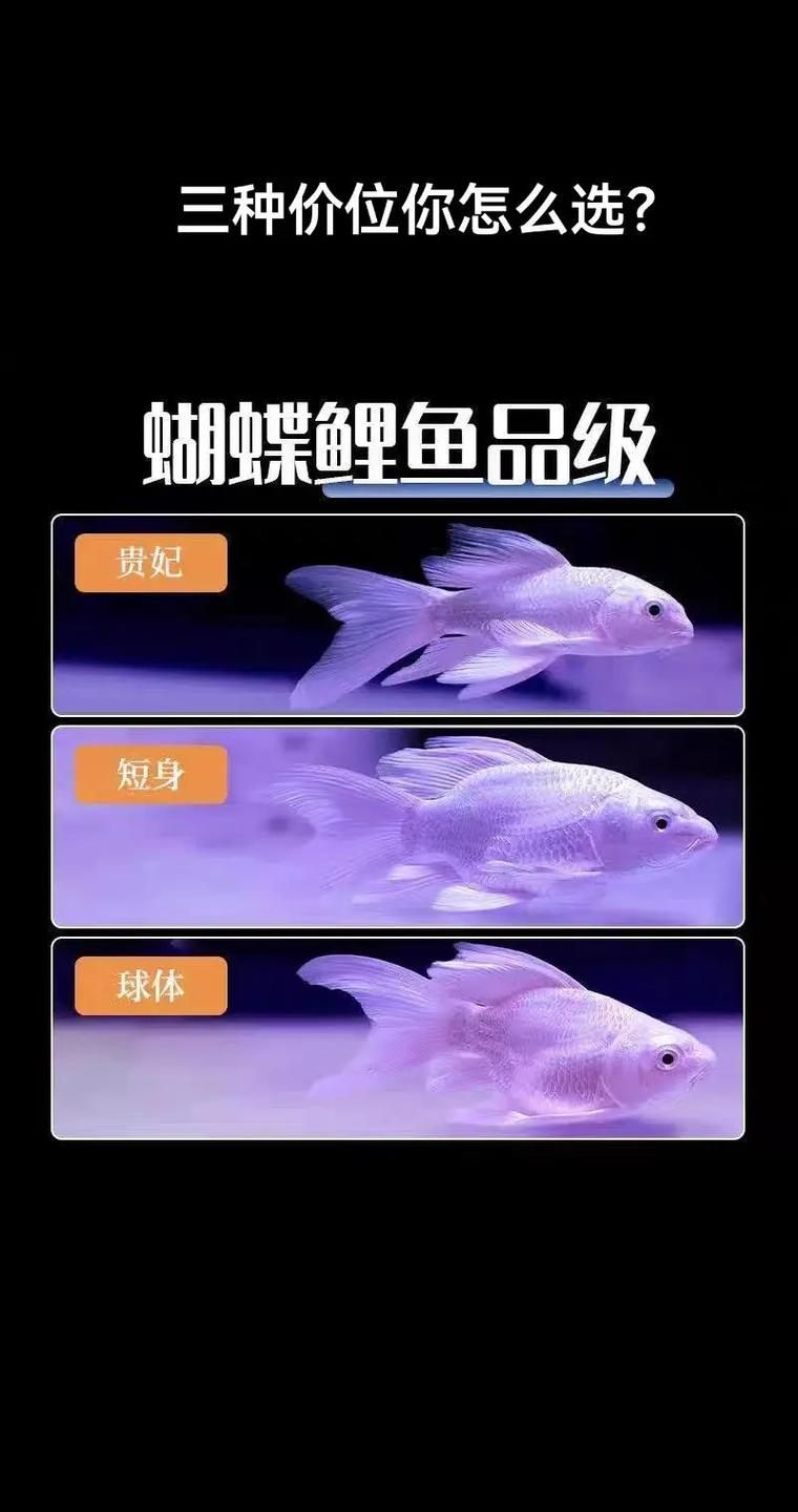 如何辨別蝴蝶鯉的品質(zhì)？，蝴蝶鯉選購防坑秘籍