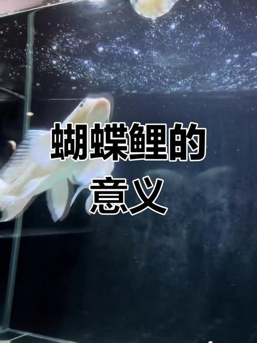 如何辨別蝴蝶鯉的品質(zhì)？，蝴蝶鯉選購防坑秘籍