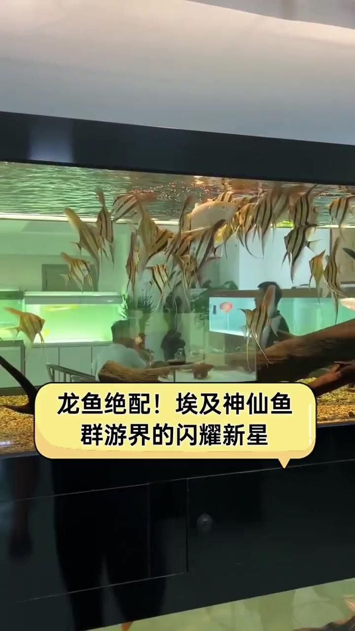 野生埃及神仙魚有哪些著名的品種？，野生埃及神仙魚