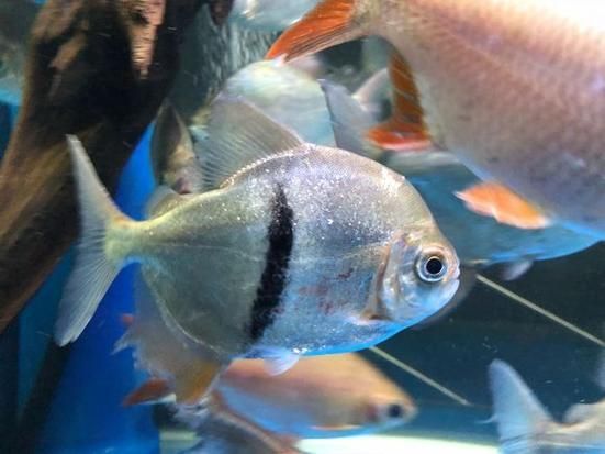 細線銀板魚的飼養方法，細線銀板魚的飼養
