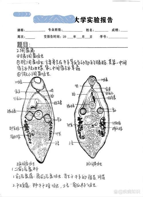 如何區分不同種類的魚虱，中戶要求1000字詳解如何區分不同種類的魚虱 如何區分不同種類的魚虱，中戶要求1000字詳解如何區分不同種類的魚虱 龍魚百科 第9張