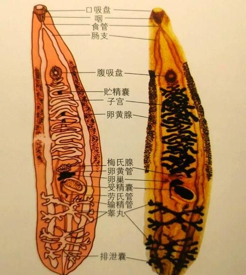 如何區分不同種類的魚虱，中戶要求1000字詳解如何區分不同種類的魚虱 如何區分不同種類的魚虱，中戶要求1000字詳解如何區分不同種類的魚虱 龍魚百科 第7張