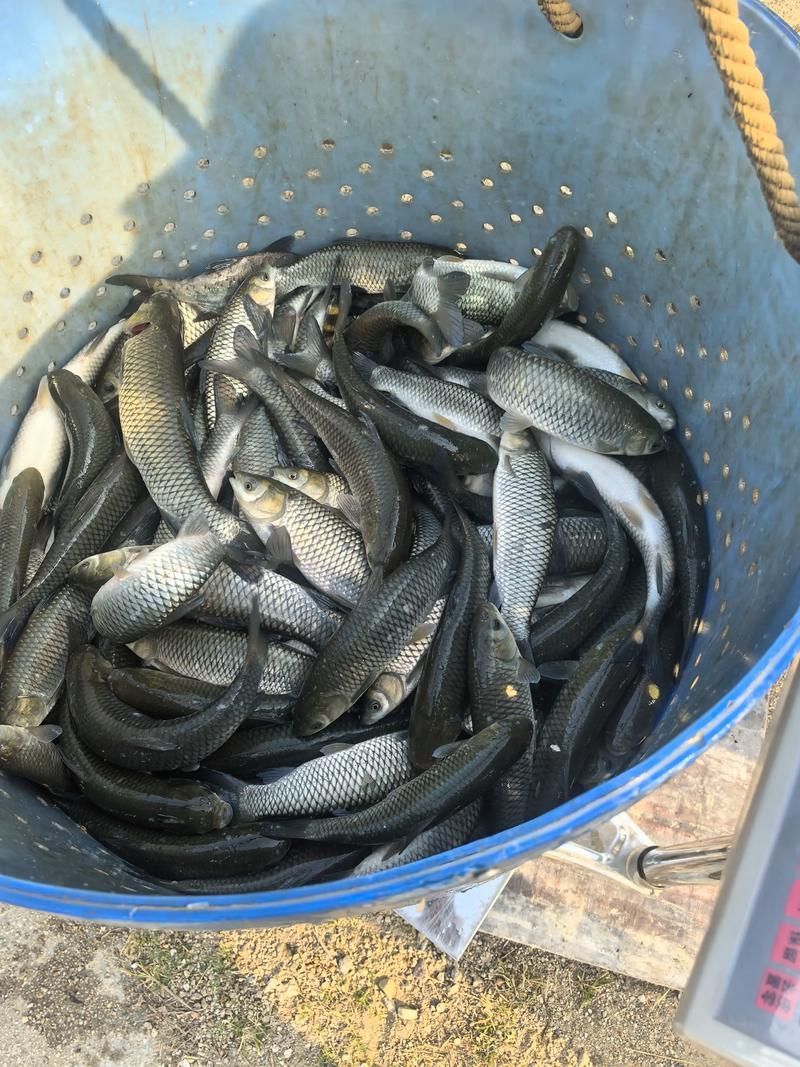 如何獲取草魚苗的實時批發價格