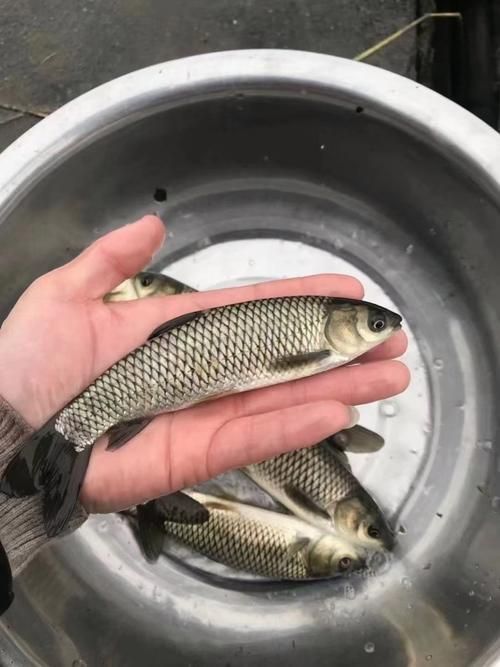 如何獲取草魚苗的實(shí)時(shí)批發(fā)價(jià)格