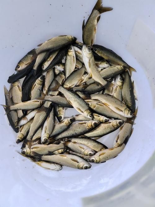 如何獲取草魚苗的實(shí)時(shí)批發(fā)價(jià)格