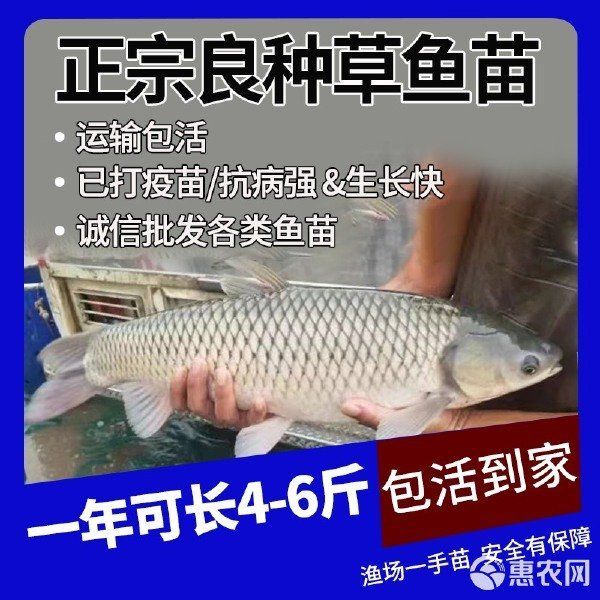 如何獲取草魚苗的實(shí)時(shí)批發(fā)價(jià)格