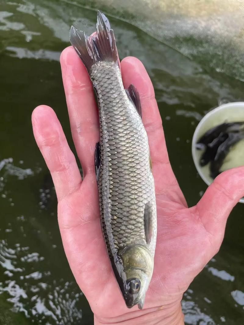 如何獲取草魚苗的實(shí)時(shí)批發(fā)價(jià)格