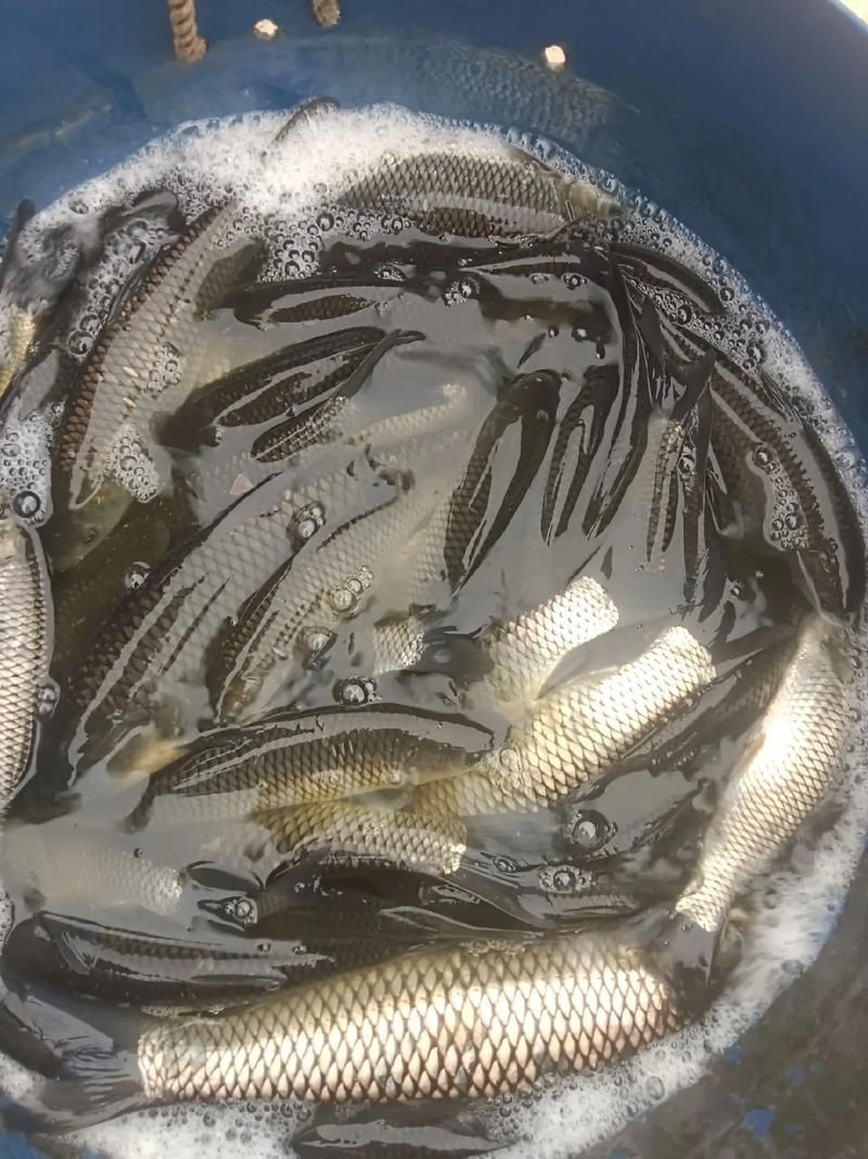 如何獲取草魚苗的實(shí)時(shí)批發(fā)價(jià)格