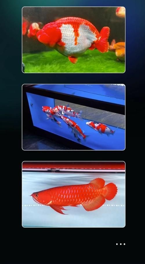 哪個品牌的龍魚燈用戶評價最好，用戶評價最好的龍魚燈品牌有哪些？ 哪個品牌的龍魚燈用戶評價最好，用戶評價最好的龍魚燈品牌有哪些？ 龍魚百科 第5張