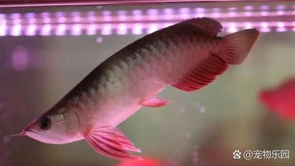 如何判斷龍魚是否浮頭沉尾，養殖龍魚的基本知識 如何判斷龍魚是否浮頭沉尾，養殖龍魚的基本知識 龍魚百科 第7張