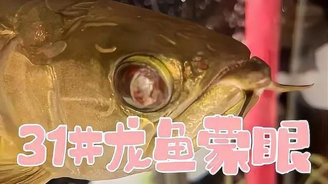 龍魚蒙眼病期間需要停食嗎，龍魚蒙眼怎么辦？