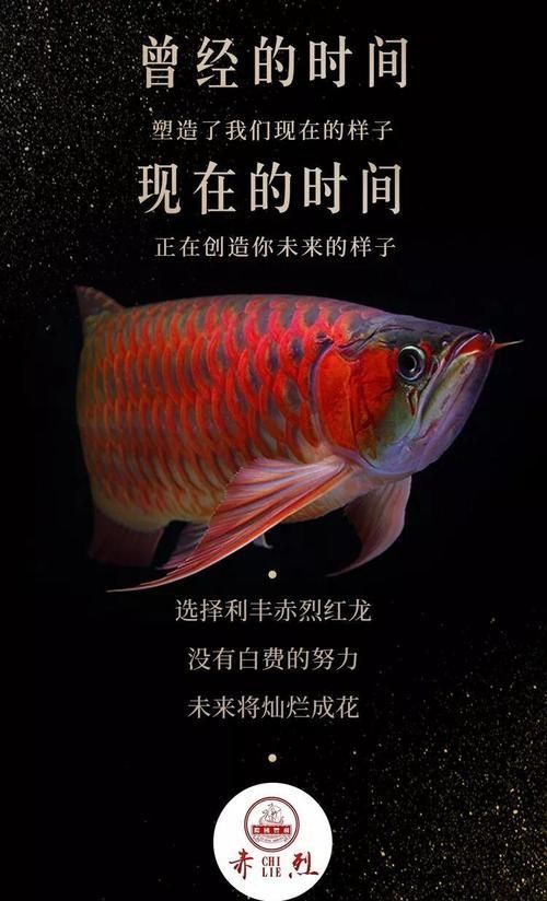 有哪些品牌提供龍魚壁紙，龍魚壁紙品牌介紹