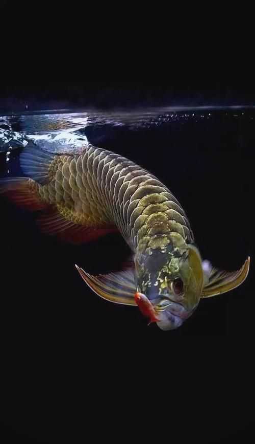 有哪些品牌提供龍魚壁紙，龍魚壁紙品牌介紹