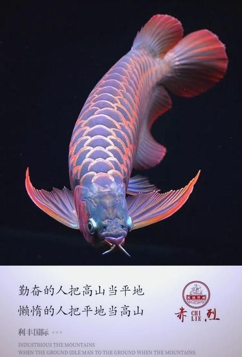 有哪些品牌提供龍魚壁紙，龍魚壁紙品牌介紹