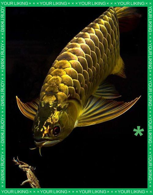 有哪些品牌提供龍魚壁紙，龍魚壁紙品牌介紹