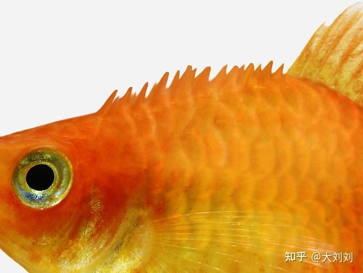 有哪些方法可以預防炸鱗病復發 有哪些方法可以預防炸鱗病復發 龍魚百科 第3張