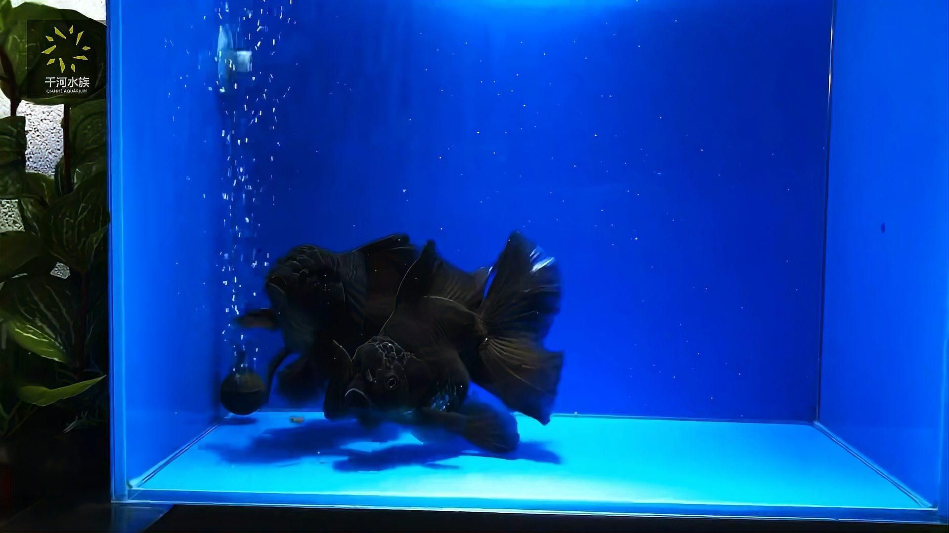 如何判斷觀賞魚(yú)的品相，判斷觀賞魚(yú)的品相是評(píng)價(jià)其外觀和健康狀況的重要標(biāo)準(zhǔn) 如何判斷觀賞魚(yú)的品相，判斷觀賞魚(yú)的品相是評(píng)價(jià)其外觀和健康狀況的重要標(biāo)準(zhǔn) 龍魚(yú)百科 第5張
