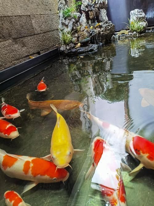 如何判斷觀賞魚(yú)的品相，判斷觀賞魚(yú)的品相是評(píng)價(jià)其外觀和健康狀況的重要標(biāo)準(zhǔn) 如何判斷觀賞魚(yú)的品相，判斷觀賞魚(yú)的品相是評(píng)價(jià)其外觀和健康狀況的重要標(biāo)準(zhǔn) 龍魚(yú)百科 第4張
