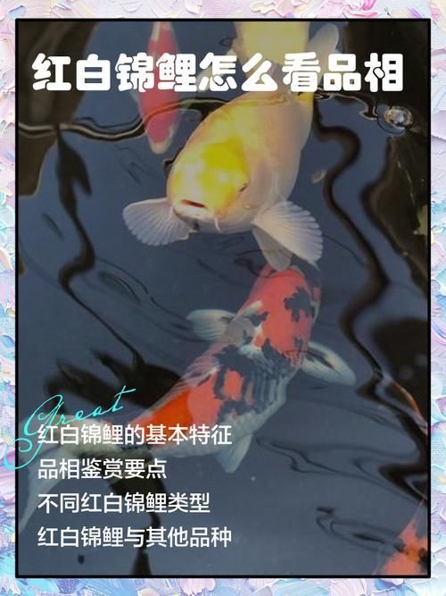 如何判斷觀賞魚的品相，判斷觀賞魚的品相是評價其外觀和健康狀況的重要標準