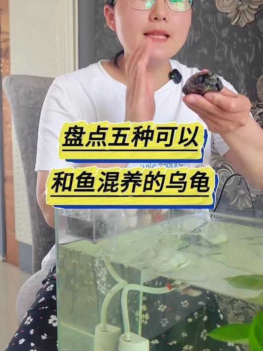 有哪些烏龜和魚適合混養，烏龜和魚的混養在水族箱中是一種流行的配置 有哪些烏龜和魚適合混養，烏龜和魚的混養在水族箱中是一種流行的配置 龍魚百科 第3張