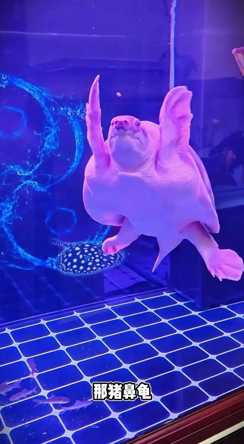 有哪些烏龜和魚適合混養，烏龜和魚的混養在水族箱中是一種流行的配置 有哪些烏龜和魚適合混養，烏龜和魚的混養在水族箱中是一種流行的配置 龍魚百科 第2張