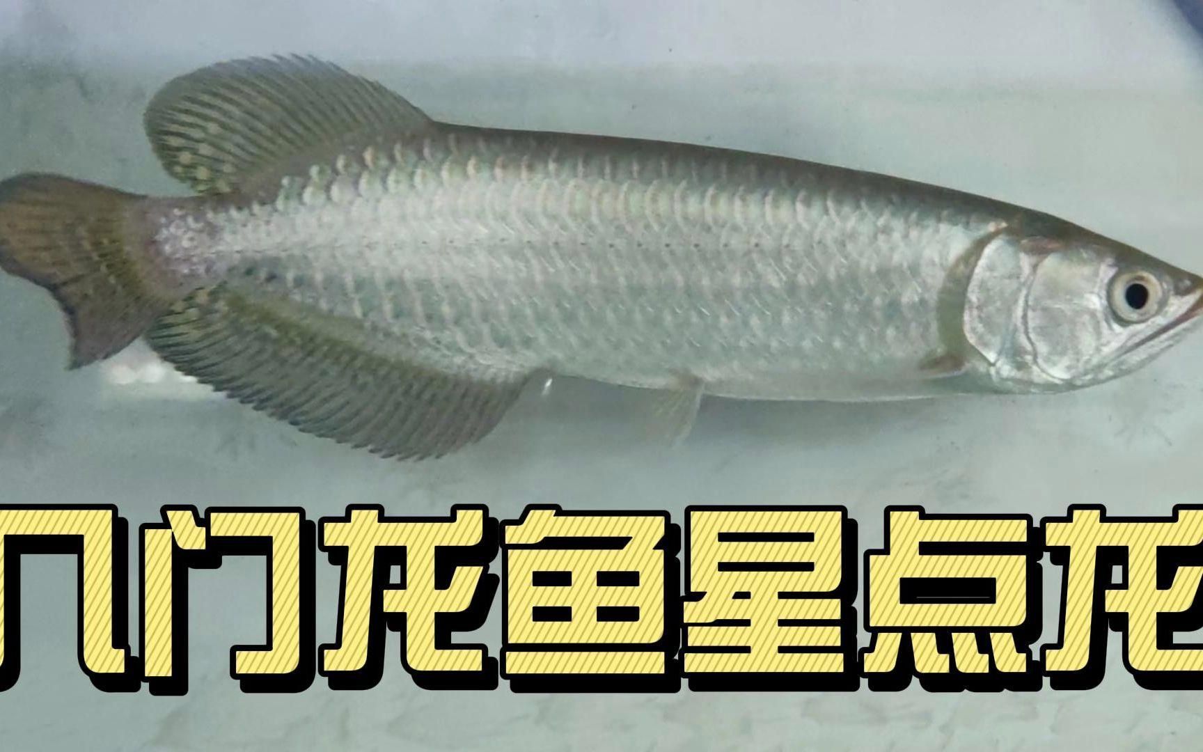 哪些龍魚品種適合新手飼養？，怎么養好觀賞魚水族玩家新魚友入門練手龍魚 哪些龍魚品種適合新手飼養？，怎么養好觀賞魚水族玩家新魚友入門練手龍魚 龍魚百科 第2張