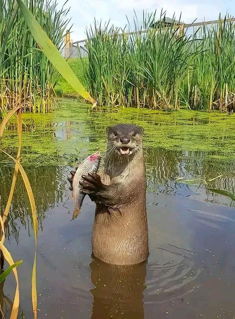 鱖魚有哪些常見的天敵，鋒利口器可直接刺穿幼魚水魚體壁，鱖魚天敵主要威脅