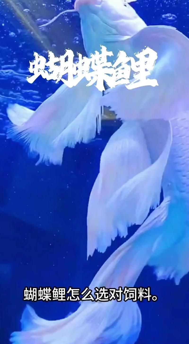 如何判斷一個龍魚魚食品牌是否可靠？，如何判斷一個龍魚魚食品牌是否可靠 如何判斷一個龍魚魚食品牌是否可靠？，如何判斷一個龍魚魚食品牌是否可靠 龍魚百科 第7張
