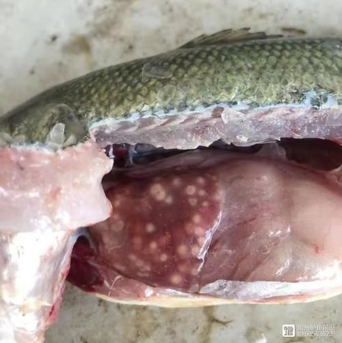 感染魚類細菌后如何治療，水產養殖細菌性魚病的診斷 感染魚類細菌后如何治療，水產養殖細菌性魚病的診斷 龍魚百科 第11張