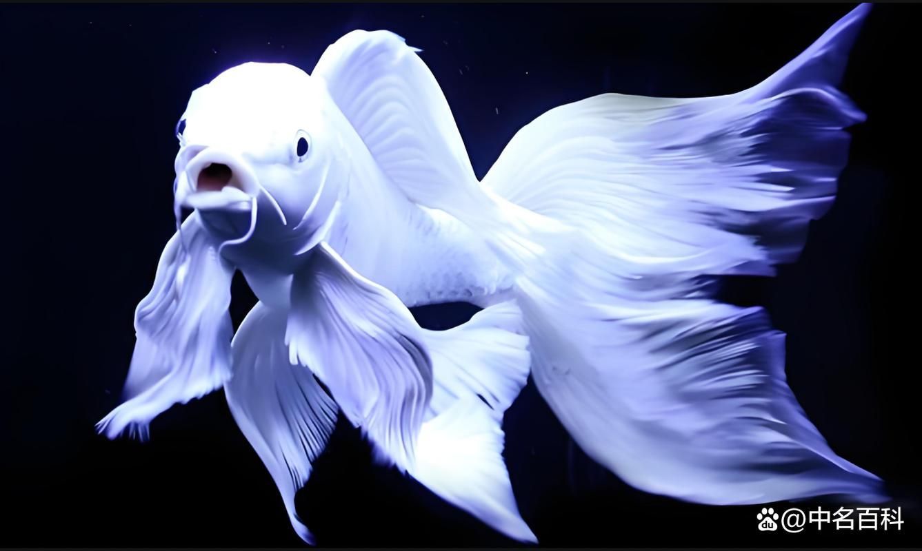 蝴蝶鯉魚，關(guān)于蝴蝶鯉魚的問題